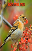 Brambling