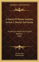 A System Of Human Anatomy, Section 3, Muscles And Fasciae