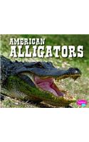 American Alligators