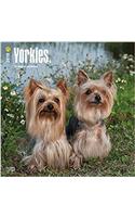 Yorkshire Terriers 2018 Calendar