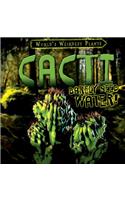 Cacti Barely Need Water!