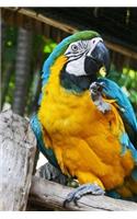 Macaw Journal