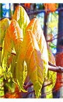 Sunlight Pretty Spring Leaves Journal