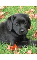 Black Labrador Puppy Calendar Notebook: Dog Wisdom Quotes(1 Autumn Joy Undated Planner 8.5x11)