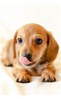 Dachshund Dot Grid Notebook: Blank Dotted Grid Dachshund Dog Journal: Cute Dachshund Puppy