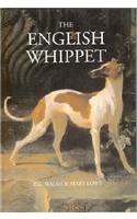 The English Whippet