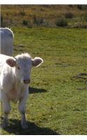 Cows Notebook
