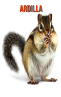 Ardilla