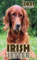 Irish Setter 2021 Calendar
