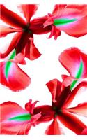 Journal: Red Iris Flower Floral 6 x 9 Unlined Blank Empty Numbered 200 Pages