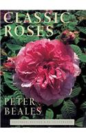 Classic Roses