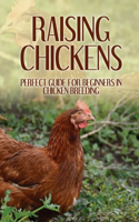 Raising Chickens: Perfect Guide For Beginners In Chicken Breeding: Possible Chicken Breeding Issues