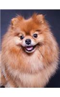 Pomeranian Notebook: 8.5 x 11, College Ruled, 150 Pages for Elementary, Primary, Middle, High School or University For Pom Fans