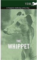 Whippet - A Complete Anthology of the Dog