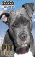 Pit Bull 2020 Calendar