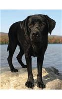 Black Labrador Notebook: Dog Wisdom Quotes