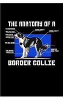 The Anatomy OF A Border Collie