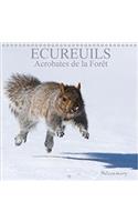 Ecureuils. Acrobates De La Foret 2018: Les Ecureuils Du Quebec Au Fil Des Quatre Saisons.(Calvendo Animaux)