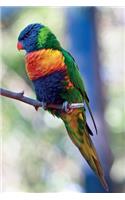 Rainbow Lorikeet vol.3 Notebook & Journal. Productivity Work Planner & Idea Notepad: Brainstorm Thoughts, Self Discovery, To Do List