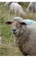 Tagged Sheep Grazing Journal: Take Notes, Write Down Memories in this 150 Page Lined Journa