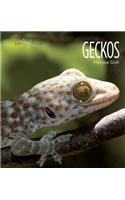 Living Wild: Geckos