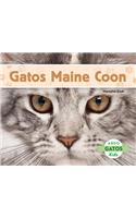 Gatos Maine Coon