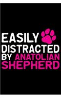 Easily Distracted by Anatolian Shepherd