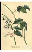 Botanical Print Journal: phaseolus caracalla, 6" x 9" Vintage Botanical Flower Print Journal - [Lined Journal]
