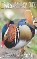 Mandarin Duck Calendar 2022: MANDARIN DUCK calendar 2022 "8.5x8.5" Inch 16 Months JAN 2022 TO APR 2023 finished and Glossy