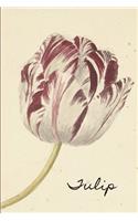 Tulip
