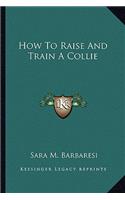 How To Raise And Train A Collie