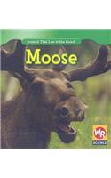 Moose