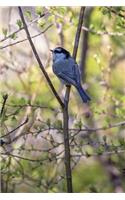 Mountain Chickadee Bird Journal