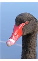 Headshot of a Black Swan Bird Journal: 150 Page Lined Notebook/Diary