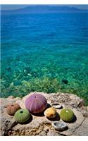 Sea Urchins on a Rock at the Coast Vacation Journal