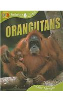 Orangutans