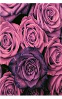 Colorful roses pink Version