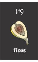 fig ficus