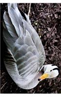 Bar Headed Goose Resting on Shore Journal: Take Notes, Write Down Memories in this 150 Page Lined Journal