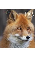 Foxes
