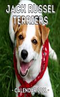 Jack Russel Terriers