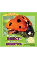 What's an Insect? / ¿Qué Es Un Insecto?