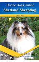 Shetland Sheepdogs