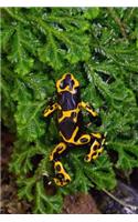 Dart Frog (Dendrobates Tinctorius) Journal