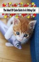 The Ideal Of Calm Exists In A Sitting Cat