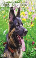 GERMAN SHEPHERDS CALENDAR 2020