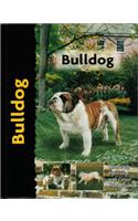 Bulldog