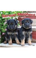 German Shepherd Puppies 2021 Square