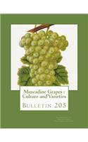 Muscadine Grapes