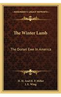 Winter Lamb
